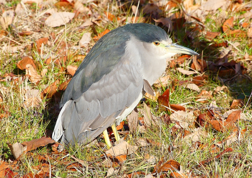 P1620263：ゴイサギ_R