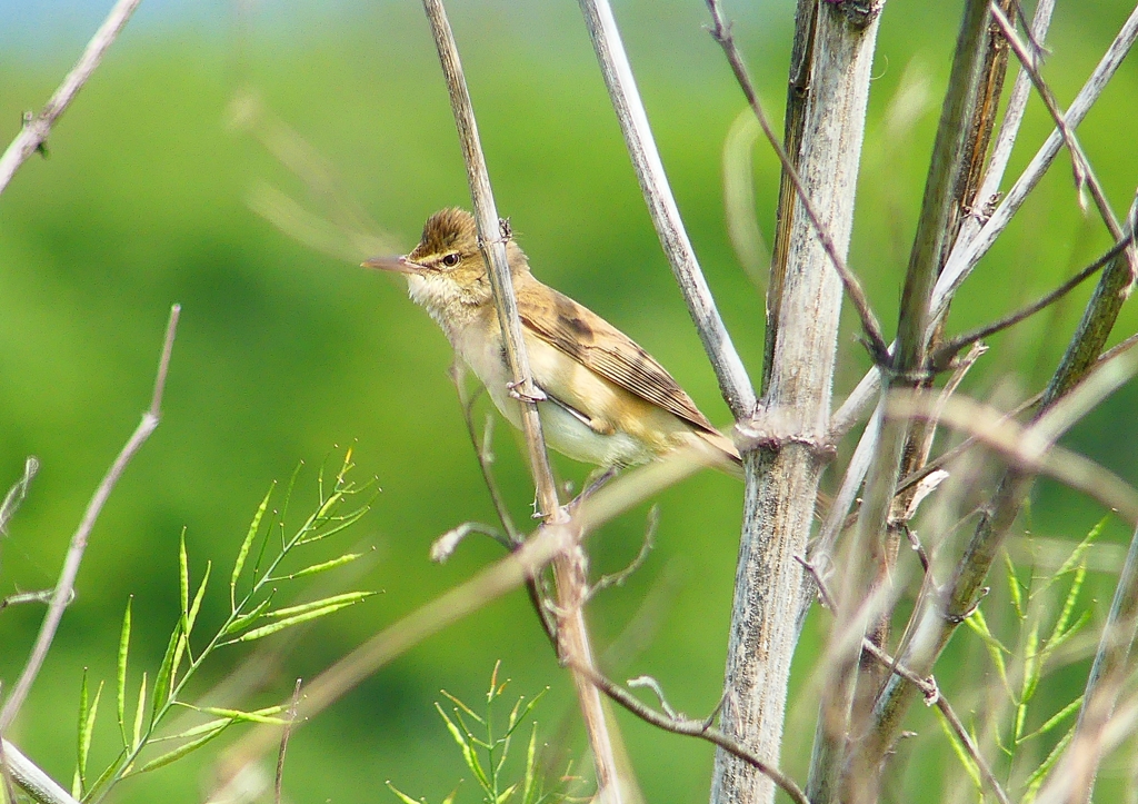 P2000542：オオヨシキリ_R