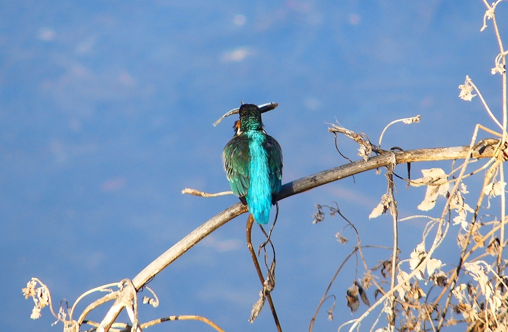 P4730052：カワセミ（メス）_R