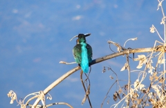 P4730052：カワセミ（メス）_R