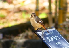 P1760325：ジョウビタキ（メス）_R
