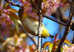 P1620174：桜メジロ_R