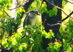 P2010159：ゴイサギ_R