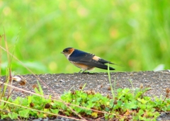 P1030604：コシアカツバメ（幼鳥）_R