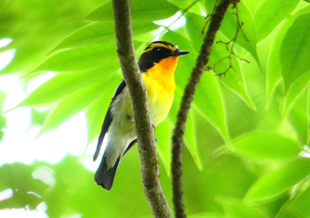 P1020613：キビタキ（オス）_R
