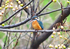 P4610247：カワセミ（メス）_R