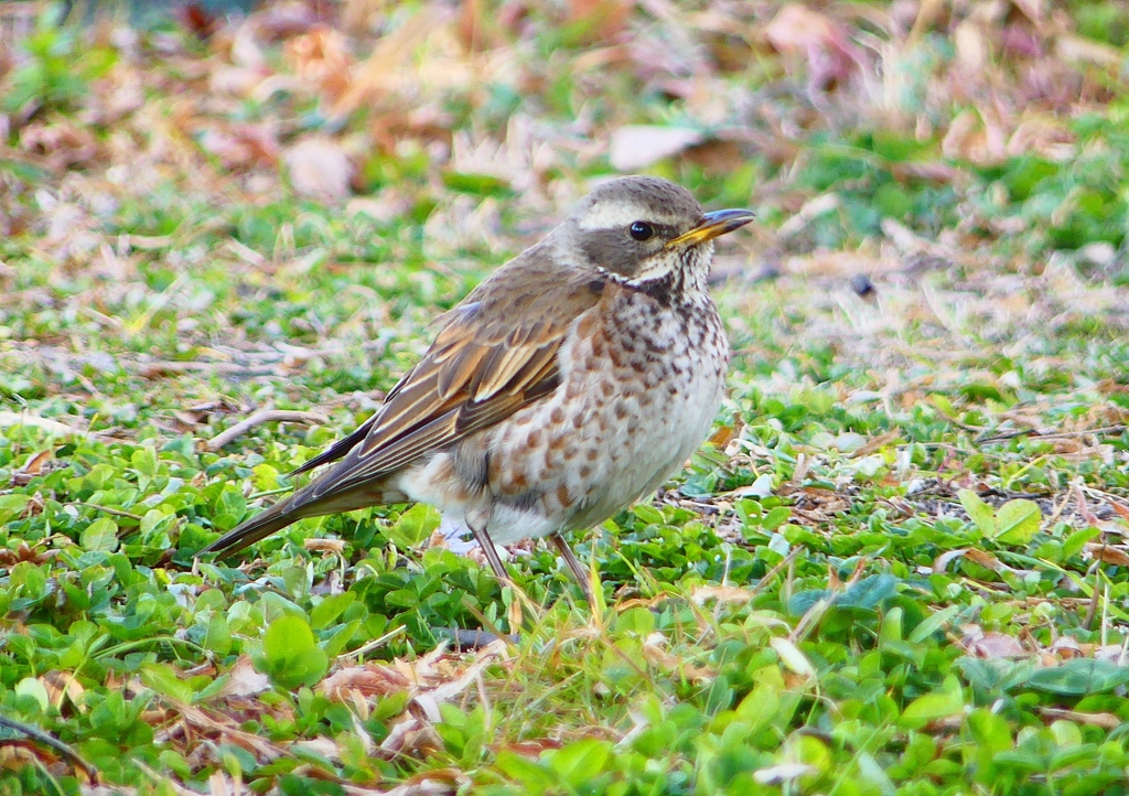 P1790677：ツグミ_R