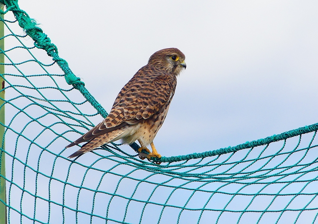 P1380762：チョウゲンボウ_R