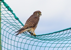 P1380762：チョウゲンボウ_R