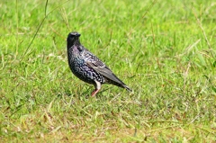 P4490778：ホシムクドリ_R
