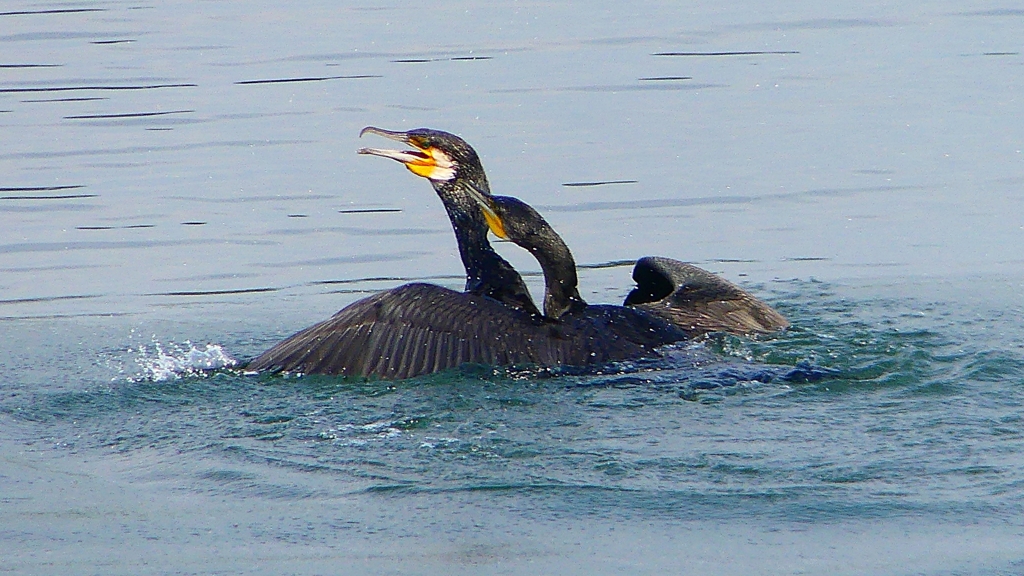 P1110807：カワウのバトル_R
