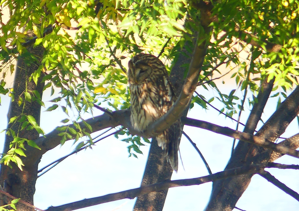 P1450390：フクロウ_R