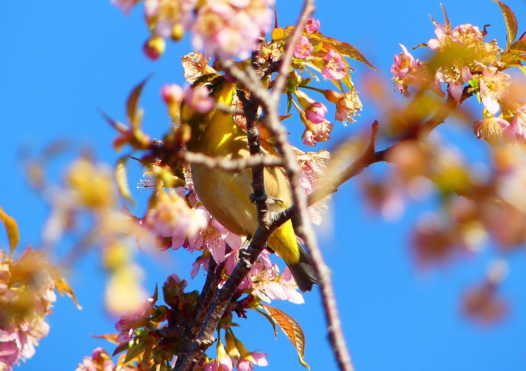 P1620353：桜メジロ_R