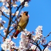 P3970606：桜にヒレンジャク_R