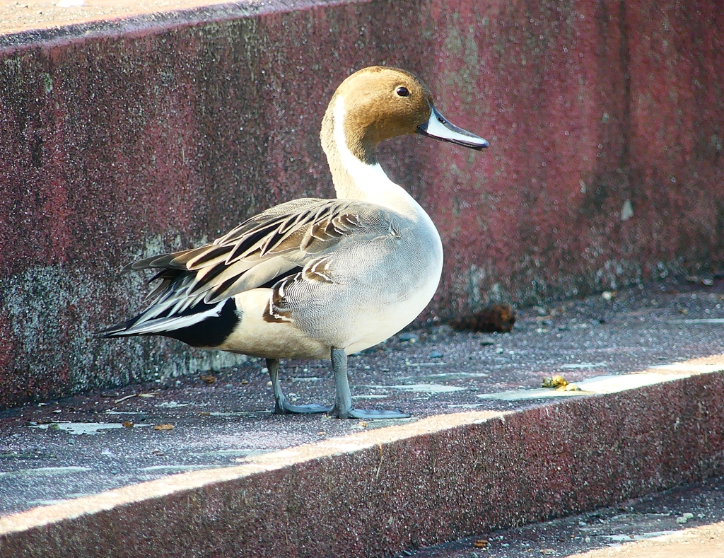 P4460060：オナガガモ_R