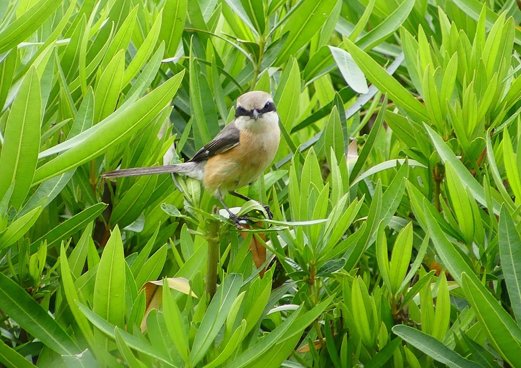 P2030909：モズ（オス）_R