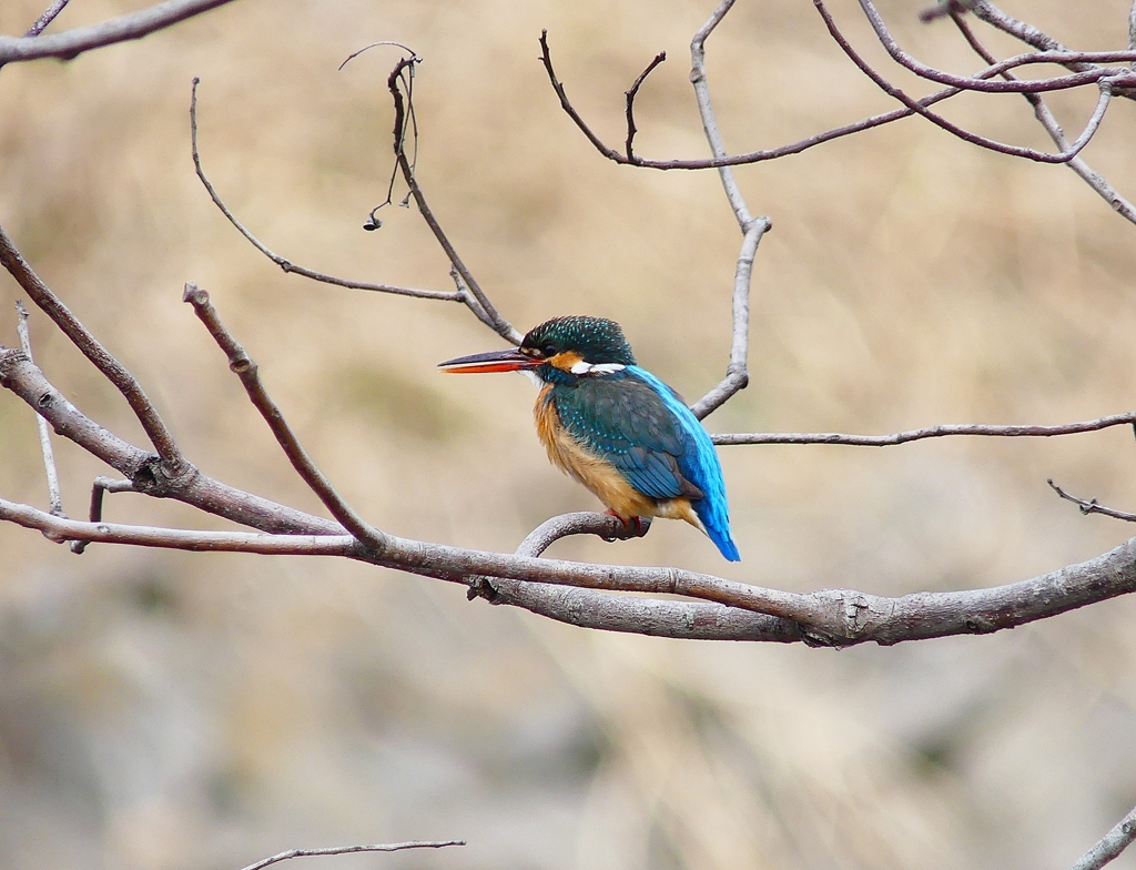 P3870161：カワセミ（メス）_R