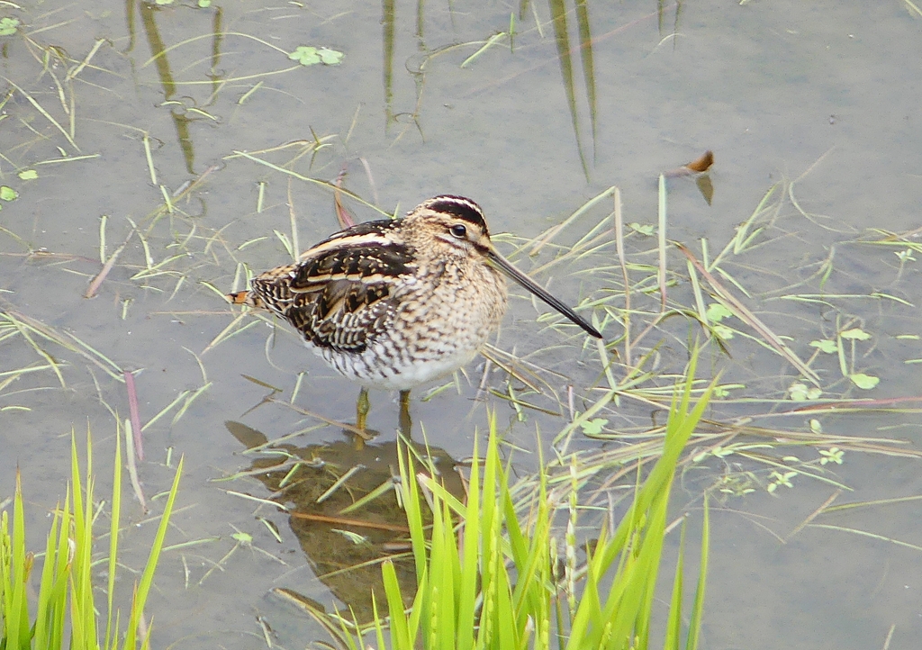 P1510045：タシギ_R