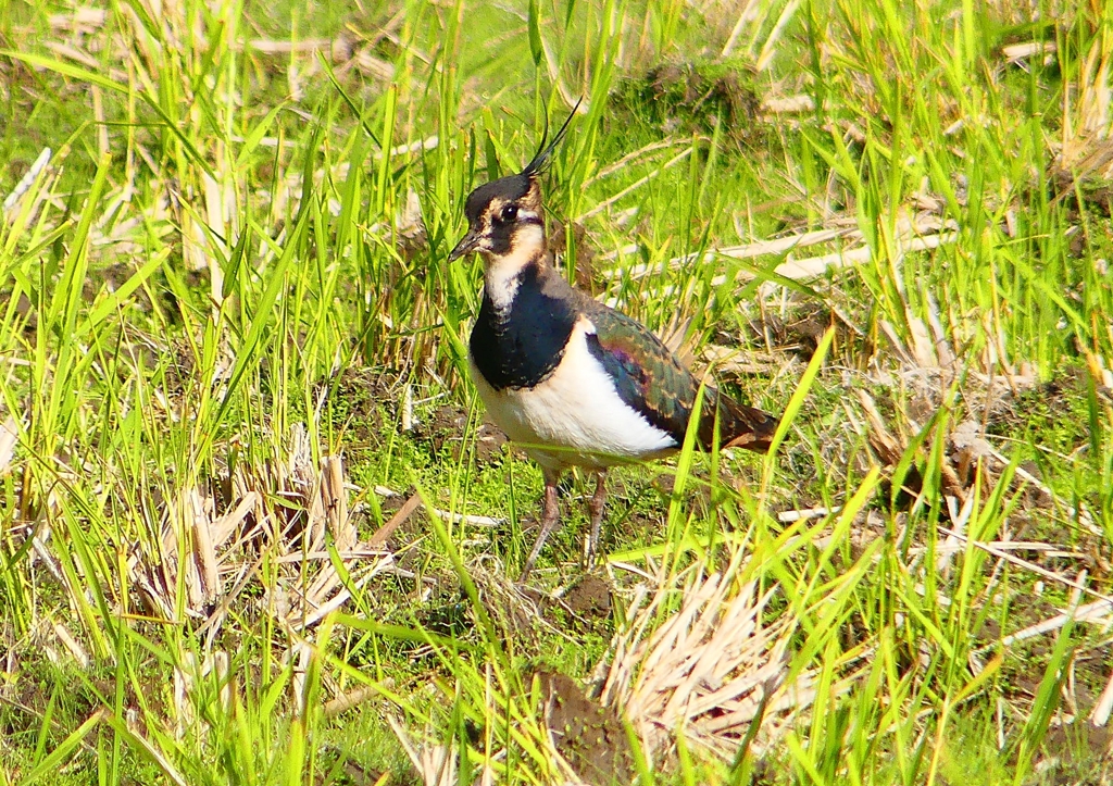 P1380636：タゲリ_R