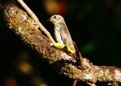 P1290087：エゾビタキ_R