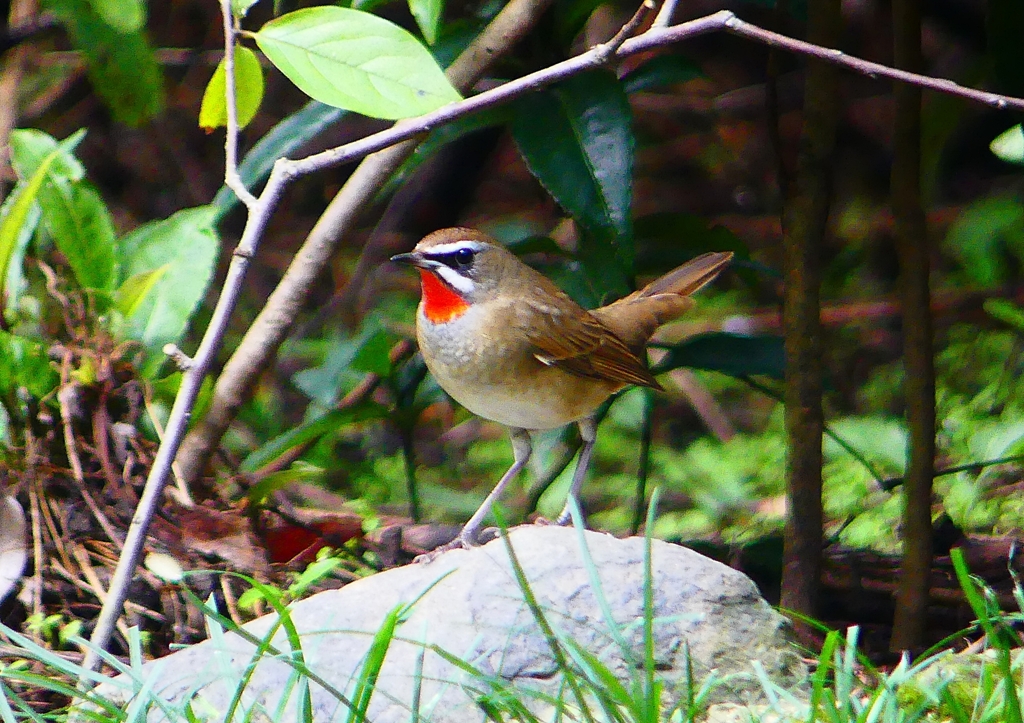 P1340541：ノゴマ（オス）_R