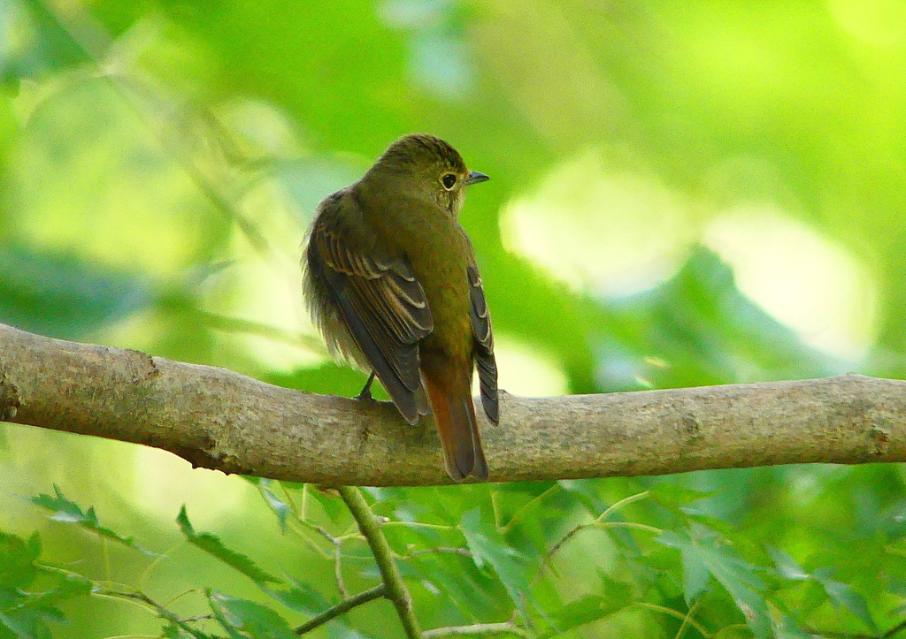 P1310735：キビタキ（メス）_R