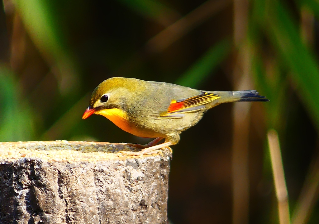 P1890077：ソウシチョウ_R
