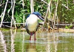 P2010767：ゴイサギ_R