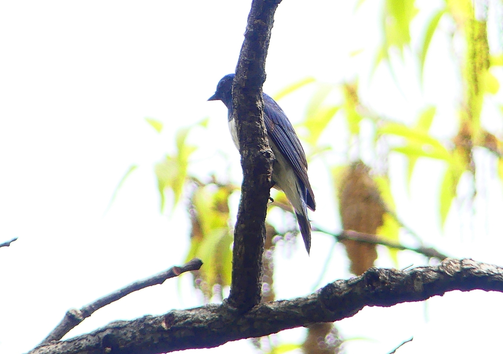 P1940052：オオルリ（オス）_R