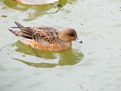 P4600657：ヒドリガモ_R
