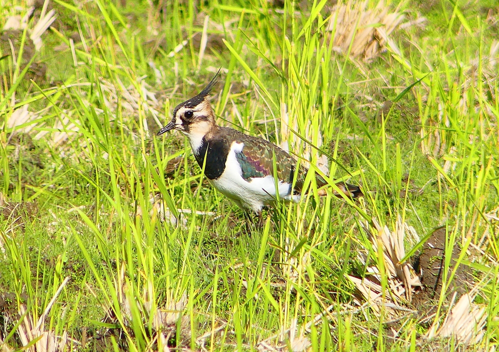 P1380703：タゲリ_R