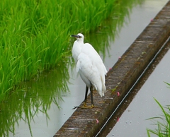 P1060509：コサギ_R