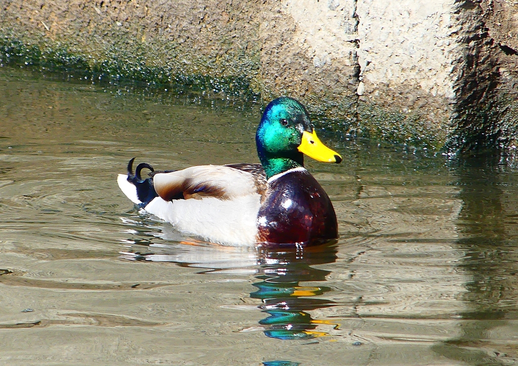 P1820387：マガモ_R
