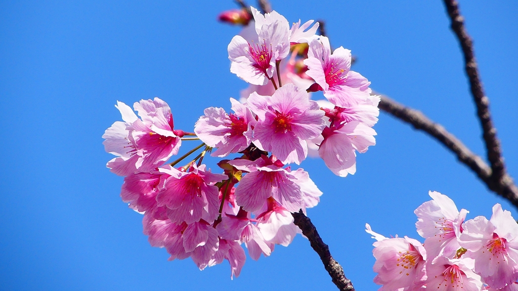 P1900248：桜（ピンク色）_R
