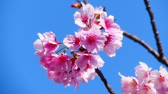 P1900248：桜（ピンク色）_R