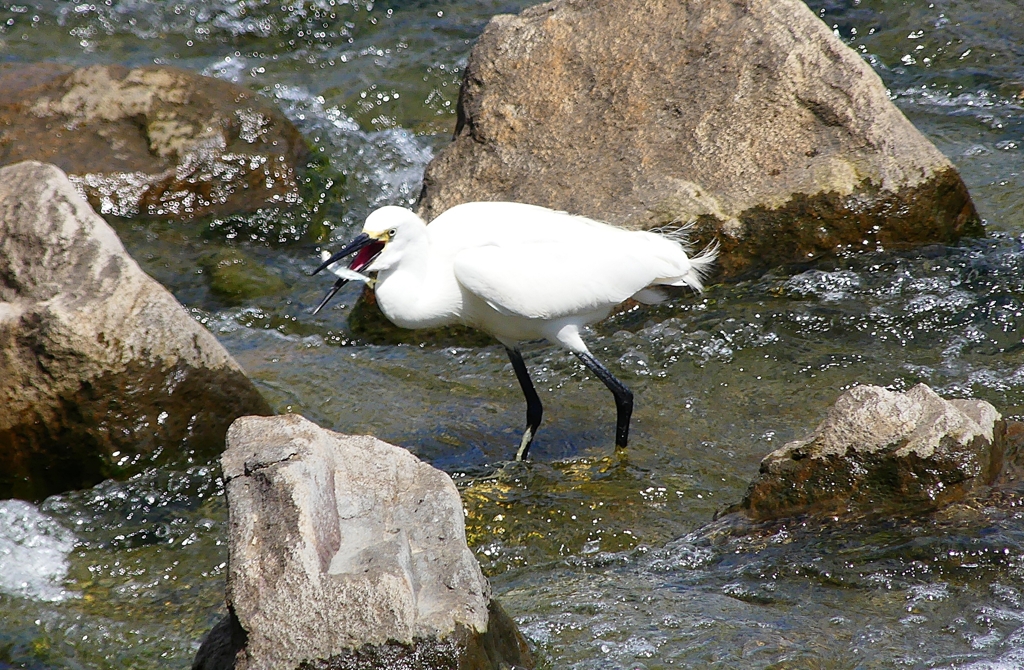 P1020349：コサギ_R