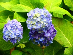 P4170837：紫陽花_R