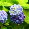 P4170837：紫陽花_R