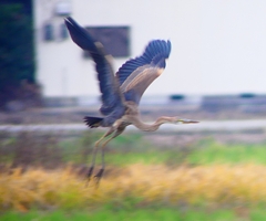 P1400777：ムラサキサギ_R