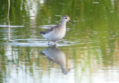 P1250254：タカブシギ_R
