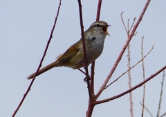 P1850505：ウグイス_R