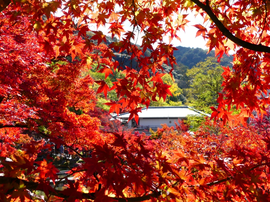 P1030492：永観堂＜京都の紅葉＞_R
