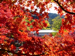 P1030492：永観堂＜京都の紅葉＞_R