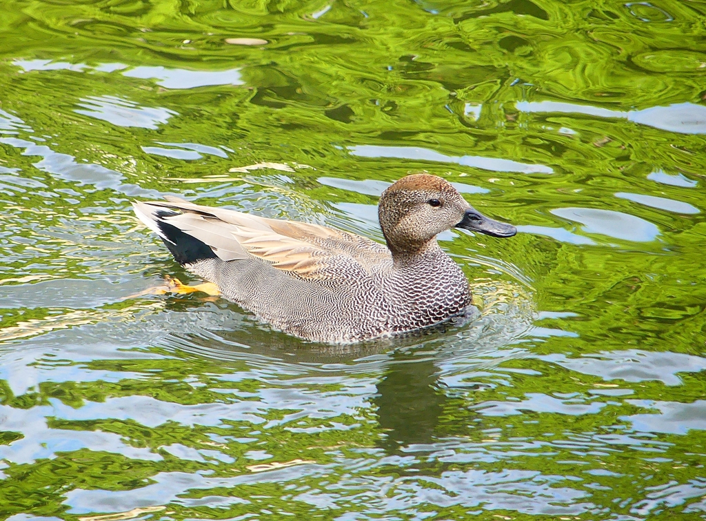 P4490092：オカヨシガモ（オス）_R