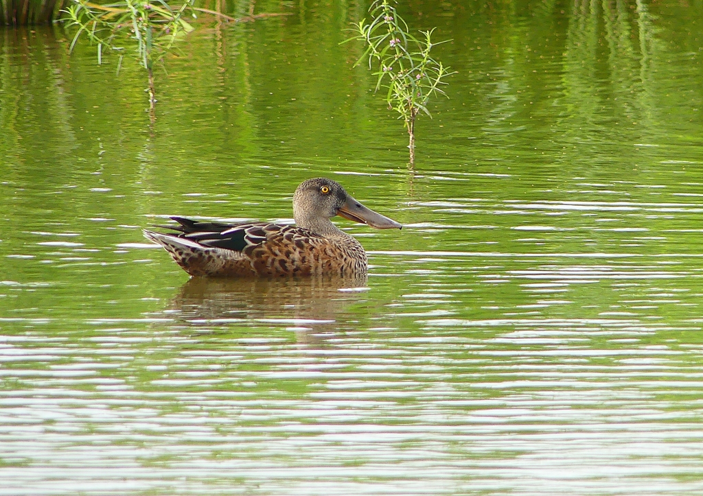 P1230392：ハシビロガモ_R