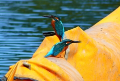 P4480428：カワセミ（オス）_R