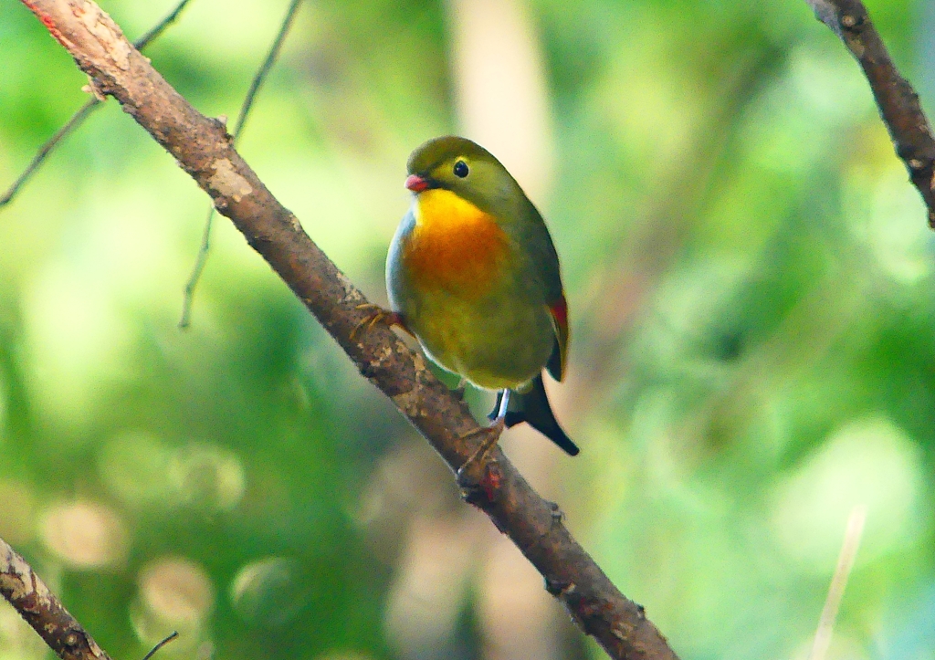 P1370257：ソウシチョウ_R