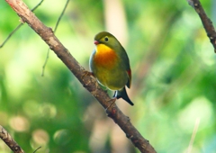 P1370257：ソウシチョウ_R