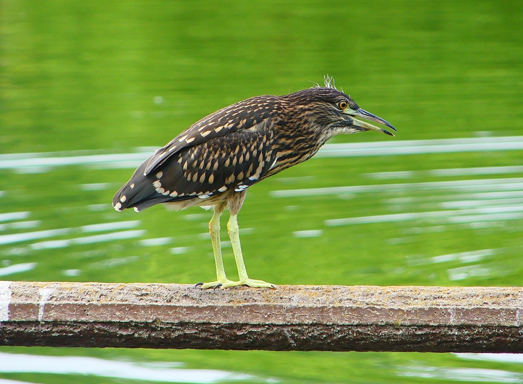 P1120693：ホシゴイ_R