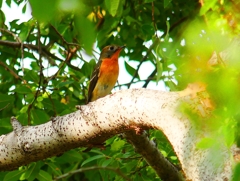 P4440629：ムギマキ（若鳥）_R